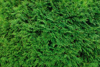 Taxus, Haagplanten, Heesters, Coniferen in Schellebelle, Oost-Vlaanderen